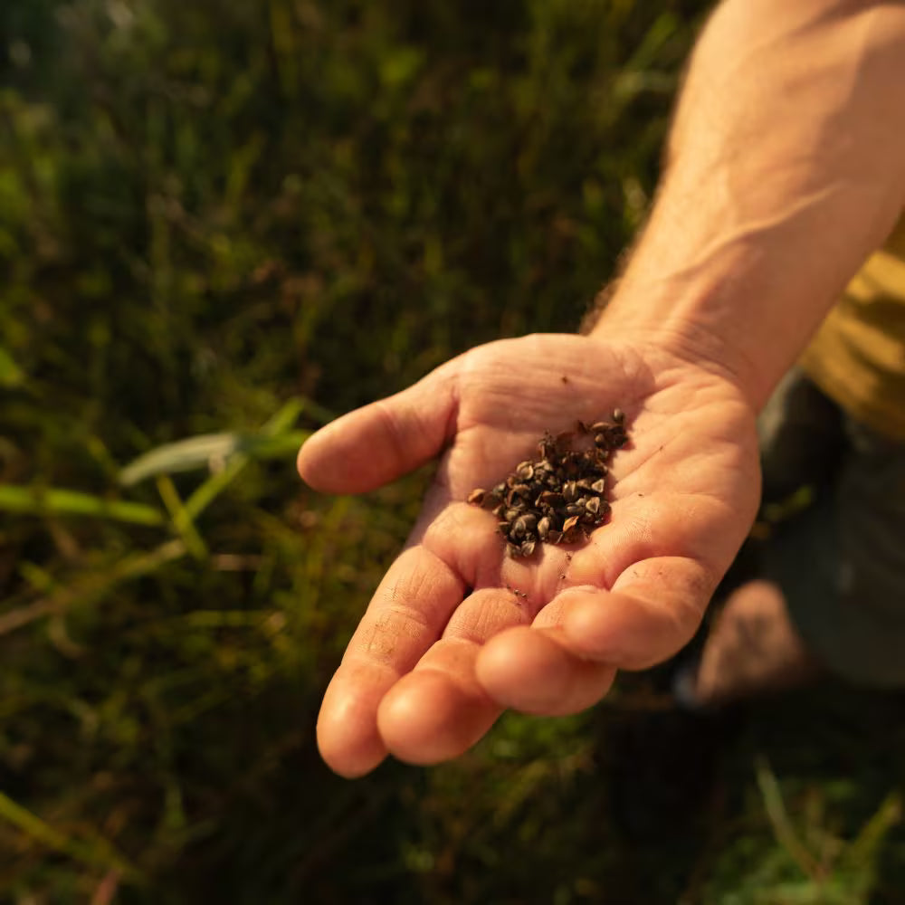 What is regenerative agriculture?