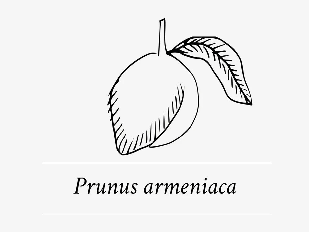 Ingredient Highlight