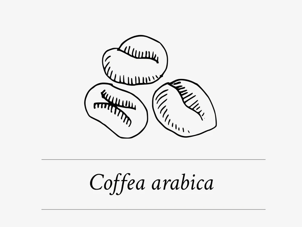 Ingredient Highlight