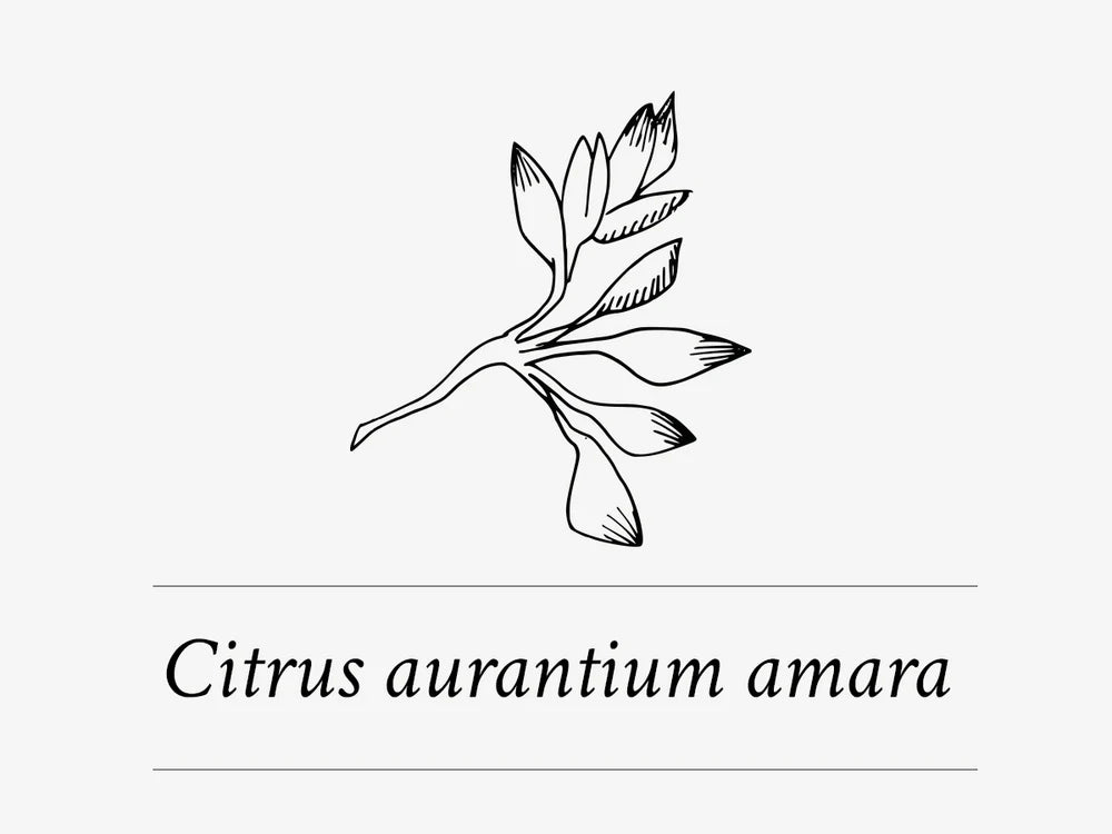 Ingredient Highlight